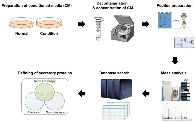 General workflow of cell secretome investigations.
